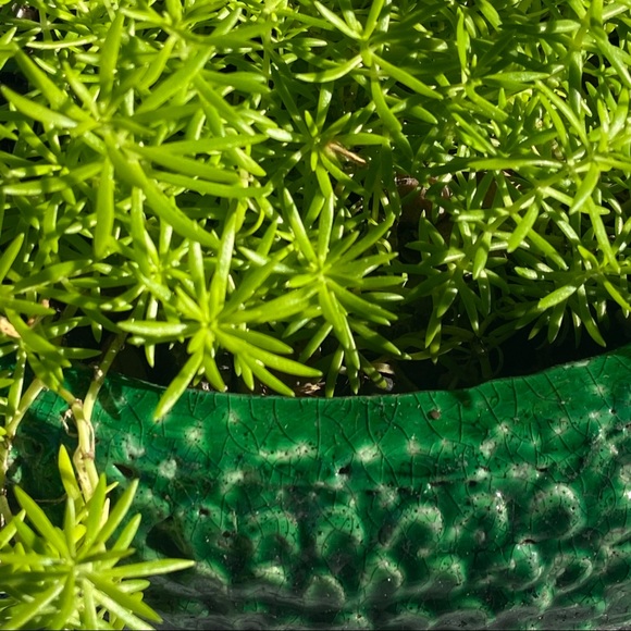 🌱Sedum Angelina Live Rooted Succulent Plant🌱 - Picture 7 of 11